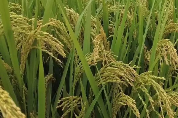 图片[2]-巨型稻为啥难以推广？种植存在局限性，探究原因-会东网