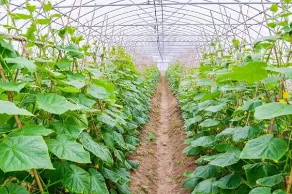 图片[2]-冷棚适合种植啥项目？北方地区常适用，项目推荐-会东网