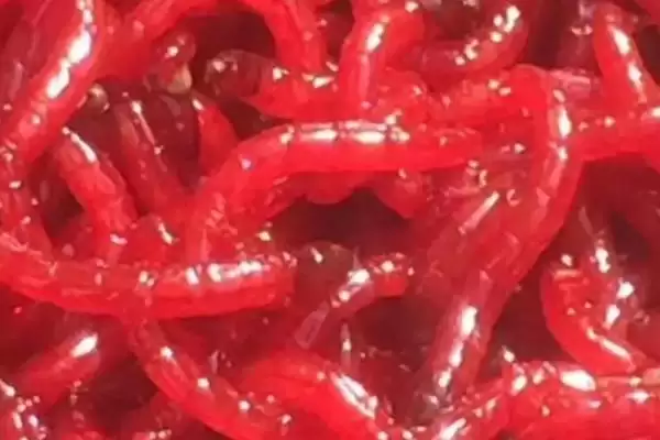 图片[3]-锦鲤鱼吃啥食物？植物、动物、合成饲料，多样饮食-会东网
