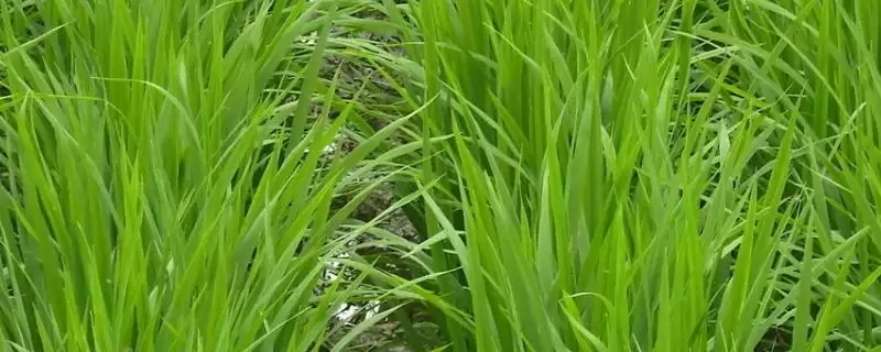 陆两优819水稻品种大田每亩用种量2-5千克为啥？-会东网