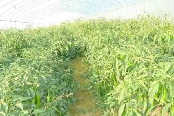 图片[5]-冷棚适合种植啥项目？北方地区常适用，项目推荐-会东网