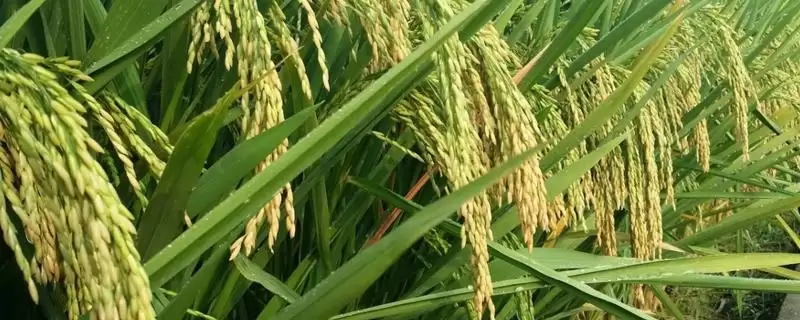 垦稻2043是啥水稻品种?普通粳稻品种,熟悉水稻类别-会东网
