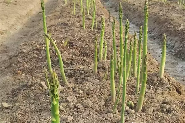 图片[2]-芦笋种植为啥通常在春季？-会东网