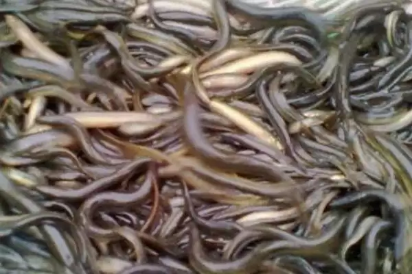 图片[4]-泥鳅和黄鳝不属于同一品种外观有啥区别？-会东网