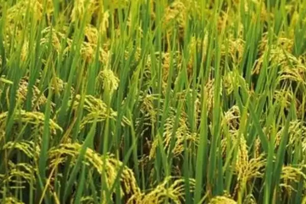图片[3]-绿达181水稻从出苗至成熟134天左右有啥特点？-会东网