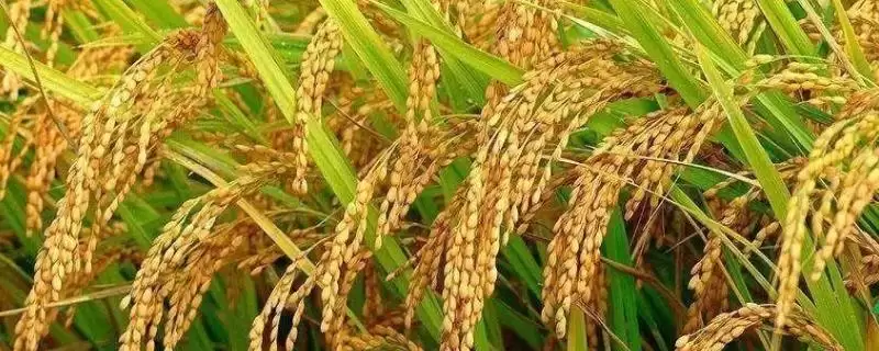 两优6143全生育期多久?全生育期137.4天-会东网