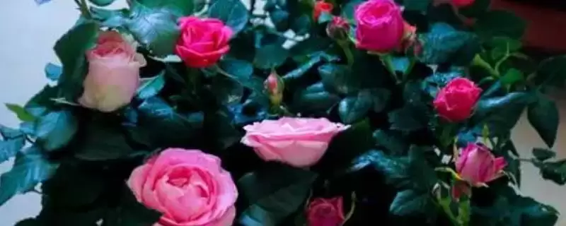 玫瑰和月季花朵、叶片和花期区别在哪？-会东网