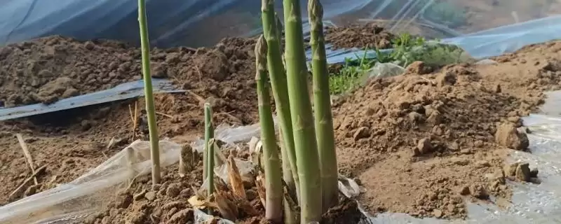 芦笋种植为啥通常在春季？-会东网