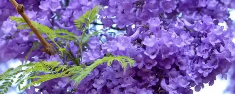 蓝花楹咋种植与管理?早春修剪整枝很关键-会东网