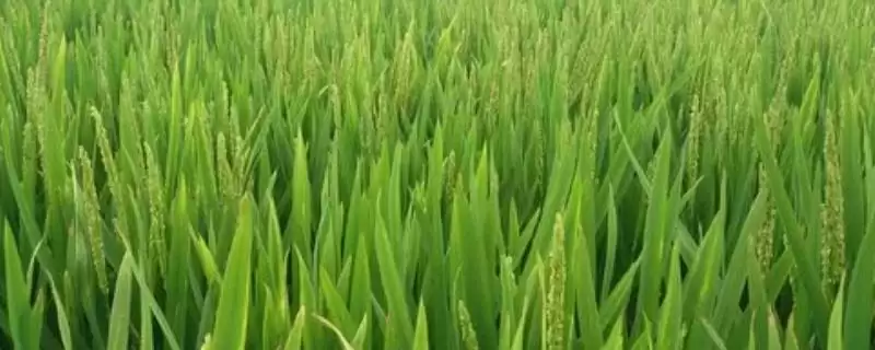 磷钾肥过量对水稻有啥影响?缺钾致抽穗难籽粒瘪-会东网