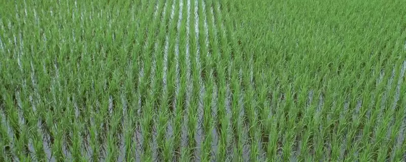 闽两优5466水稻品种每亩秧田播种量10-15千克为啥?-会东网
