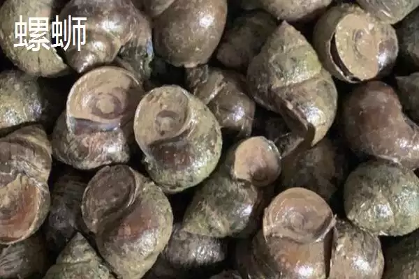图片[8]-螺蛳养殖每亩池塘放20-30公斤螺种为啥？-会东网