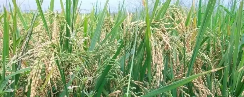 隆两优9号水稻种子全生育期137.0天有啥特点？-会东网