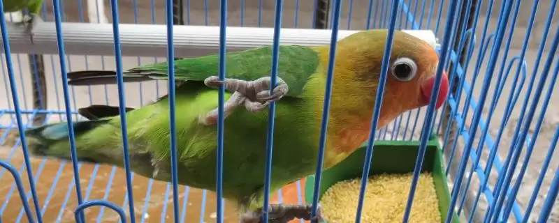 牡丹鹦鹉家养饲喂谷物有啥好处？-会东网
