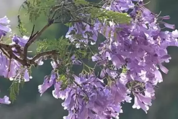 图片[6]-蓝花楹叶子为啥掉光？温度不适可能是主因-会东网