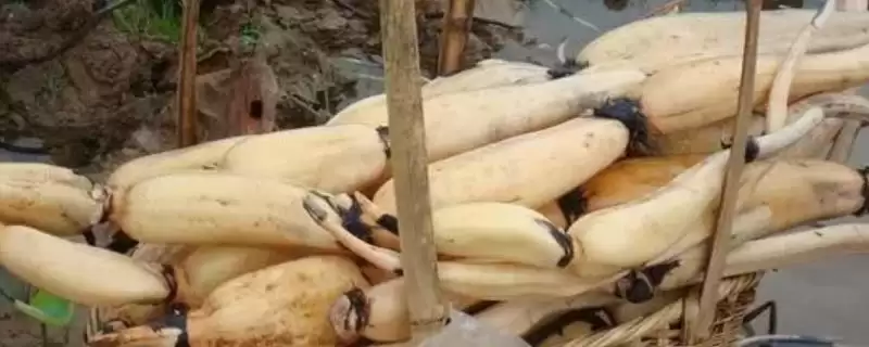 莲藕如何科学储存?清水保存或泥土埋藏等,方法多样-会东网