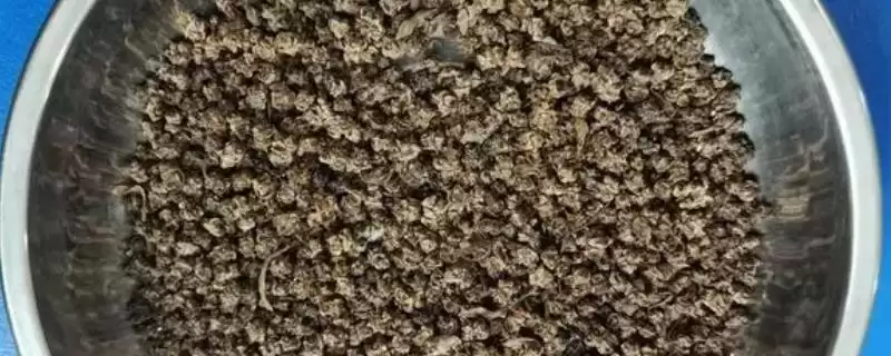 牛皮菜种子全国各地菜市场都有出售为啥？-会东网