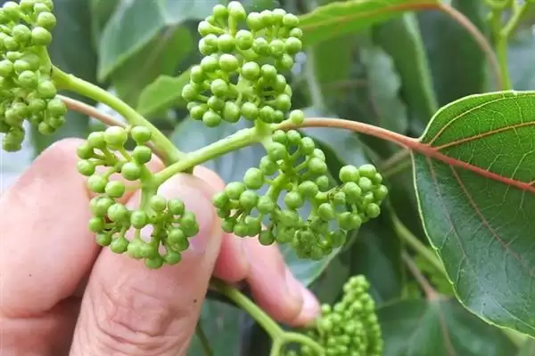 图片[5]-种植拐枣如何管理，抑制主梢疯长原因？-会东网