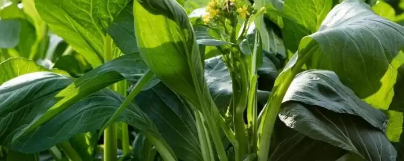 种植菜心如何育苗,撒种后覆土有何用?-会东网