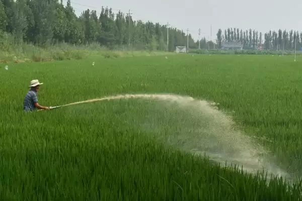 图片[4]-水稻对肥料的需求特点(水稻需控施氮肥、重视施用磷钾肥)-会东网