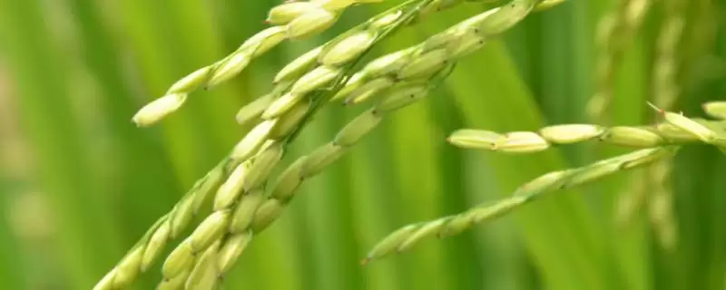汕优416水稻种子特征特性(汕优416水稻5月中下旬进行播种)-会东网