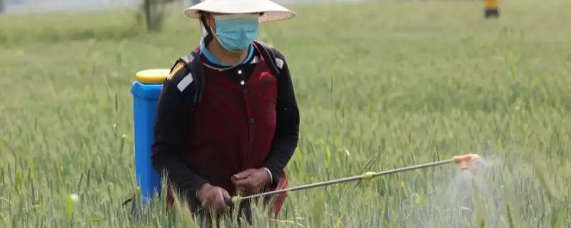 小麦打除草剂后下雨，对不同药有何影响？-会东网