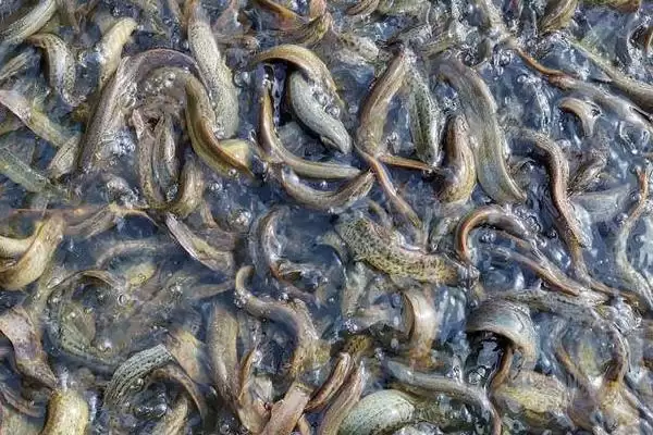 图片[6]-优质泥鳅品种中真泥鳅是最为常见的吗？-会东网