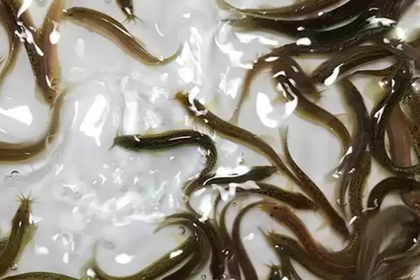 图片[6]-室内水产养殖项目(室内水产养殖项目好养且有较好经济效益)-会东网