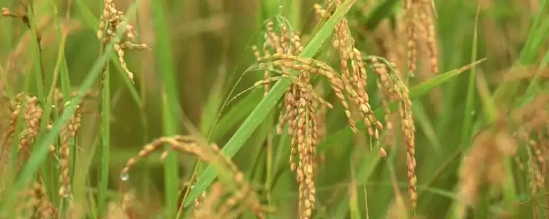 宜香99E-4水稻品种特性,生育期159天影响?-会东网