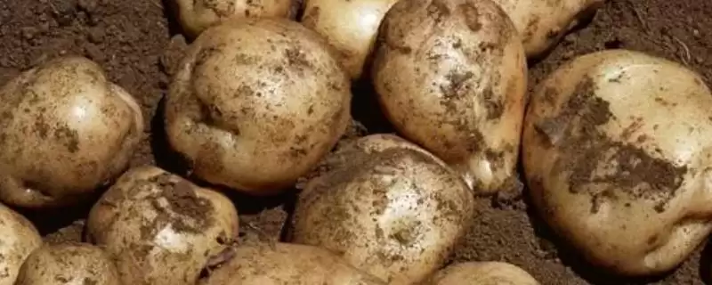土豆蚜虫如何防治，物理化学法咋选？-会东网