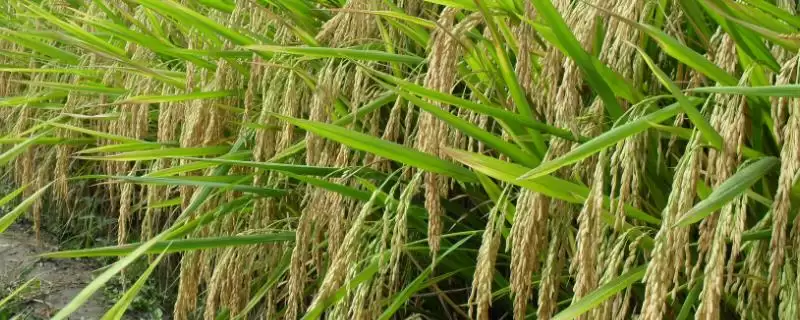 潭两优921水稻种子介绍(潭两优921水稻种植密度为16.7×20厘米)-会东网