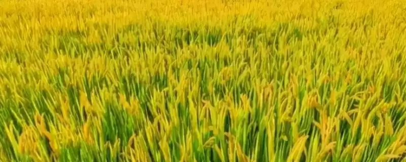 蜀乡优133水稻品种简介(蜀乡优133水稻基部叶叶鞘为绿色)-会东网