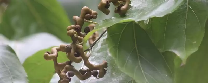 种植拐枣如何管理,抑制主梢疯长原因?-会东网
