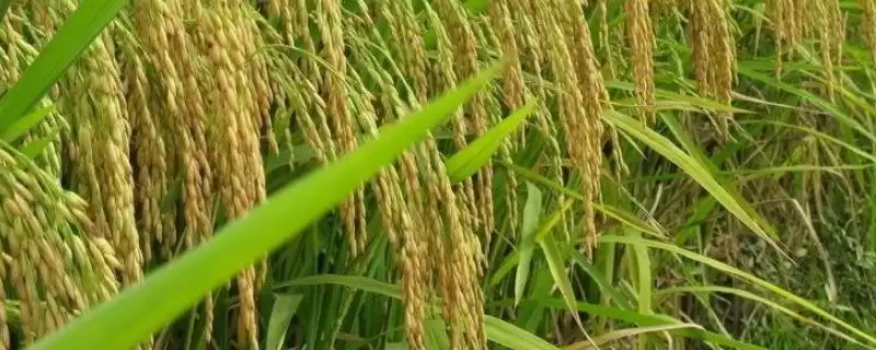 深两优5183水稻种子简介(深两优5183水稻在5月15日左右播种)-会东网