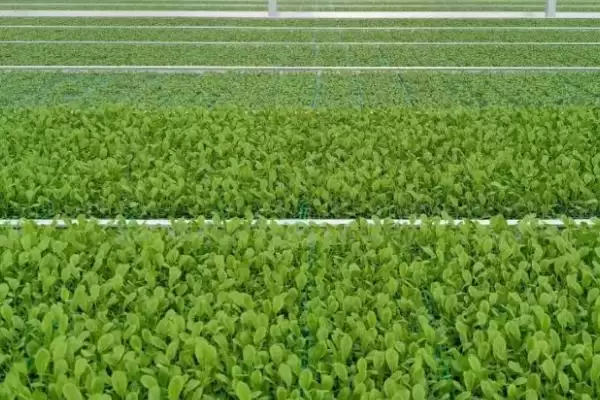 图片[5]-种植菜心如何育苗，撒种后覆土有何用？-会东网