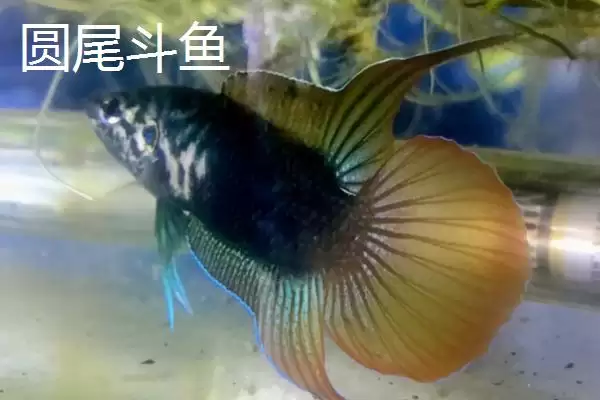 图片[3]-圆尾斗鱼主要产地在日本、韩国、俄国等地？-会东网