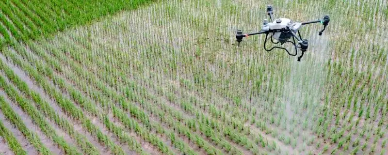 杀虫双的作用方式及使用注意事项(杀虫双有触杀、胃毒作用及注意事项)-会东网
