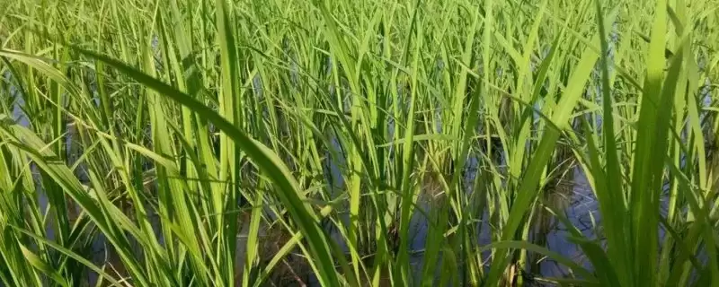 荣优1506水稻品种简介(荣优1506水稻品种株型较为适中)-会东网