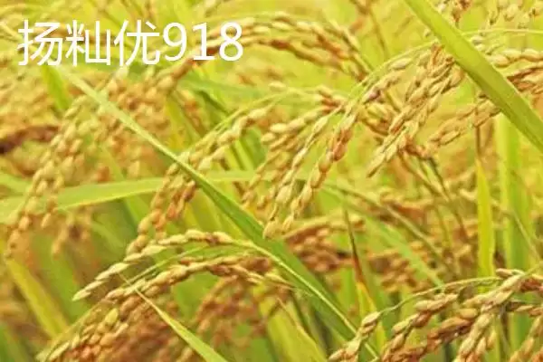 图片[7]-适合江苏种植的高产水稻品种(适合江苏种植的高产水稻品种有7种)-会东网