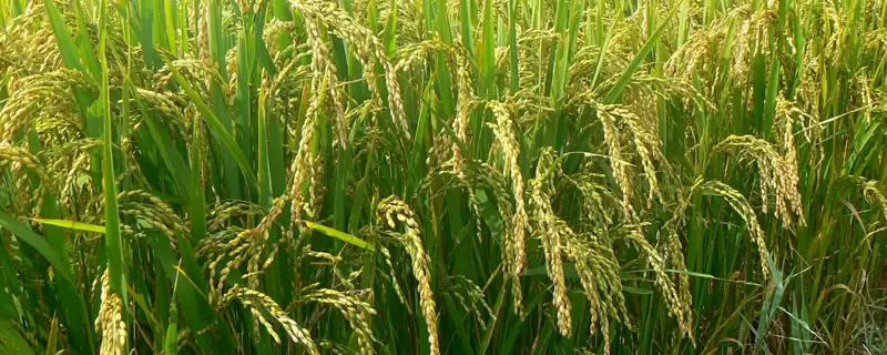 新峰6号水稻种子特点，香稻品种有何特点？-会东网