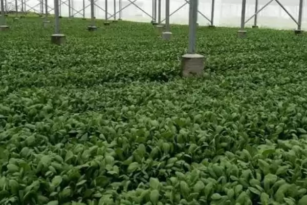 图片[3]-种植菜心如何育苗，撒种后覆土有何用？-会东网