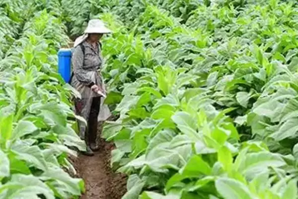 图片[14]-烟草的种植方式，播种前晒种何作用？-会东网