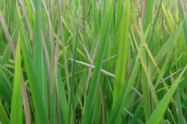 图片[4]-水稻药害的症状及防治方法(水稻药害分急性和慢性及防治方法)-会东网