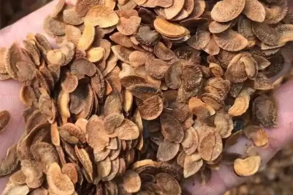 图片[2]-如何挑选木荷种子(挑选木荷种子要用颗粒饱满的良种)-会东网
