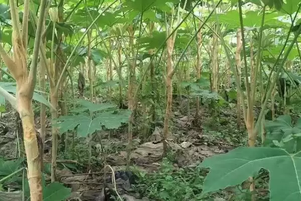 图片[5]-通草的适宜种植法，条播有何优势呢？-会东网
