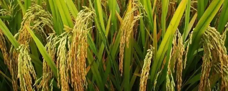 中稻通常在9月中下旬开始收获吗?-会东网