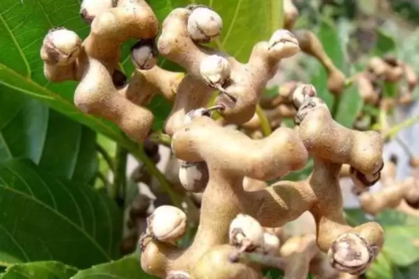 图片[2]-种植拐枣如何管理，抑制主梢疯长原因？-会东网