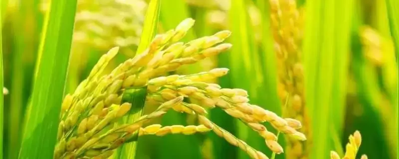 适合江苏种植的高产水稻品种(适合江苏种植的高产水稻品种有7种)-会东网