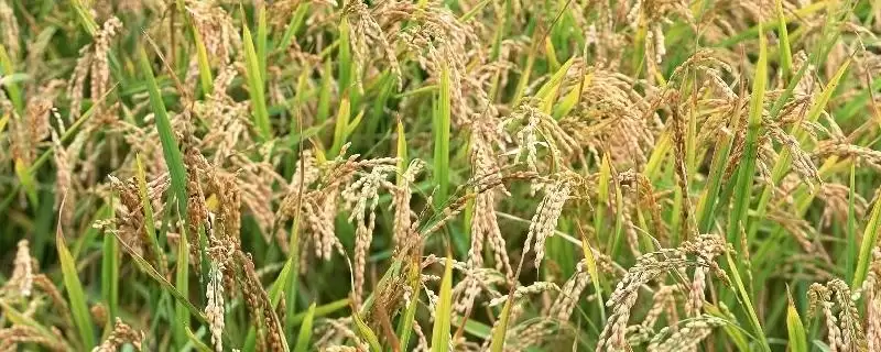 里优806是啥类型水稻品种？感光型三系杂交稻-会东网