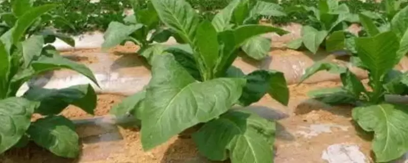 烟草的种植方式,播种前晒种何作用?-会东网